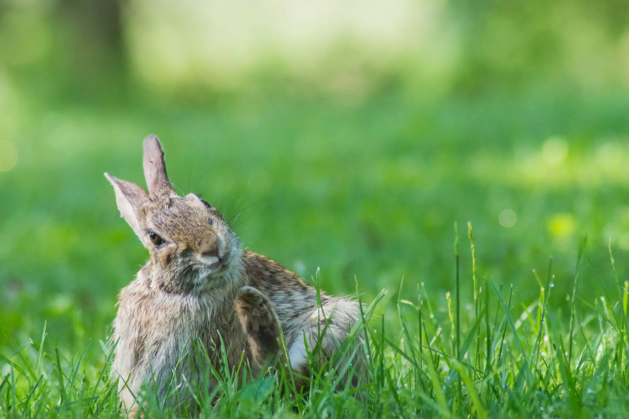 Understanding and Managing Itchiness in Pet Rabbits