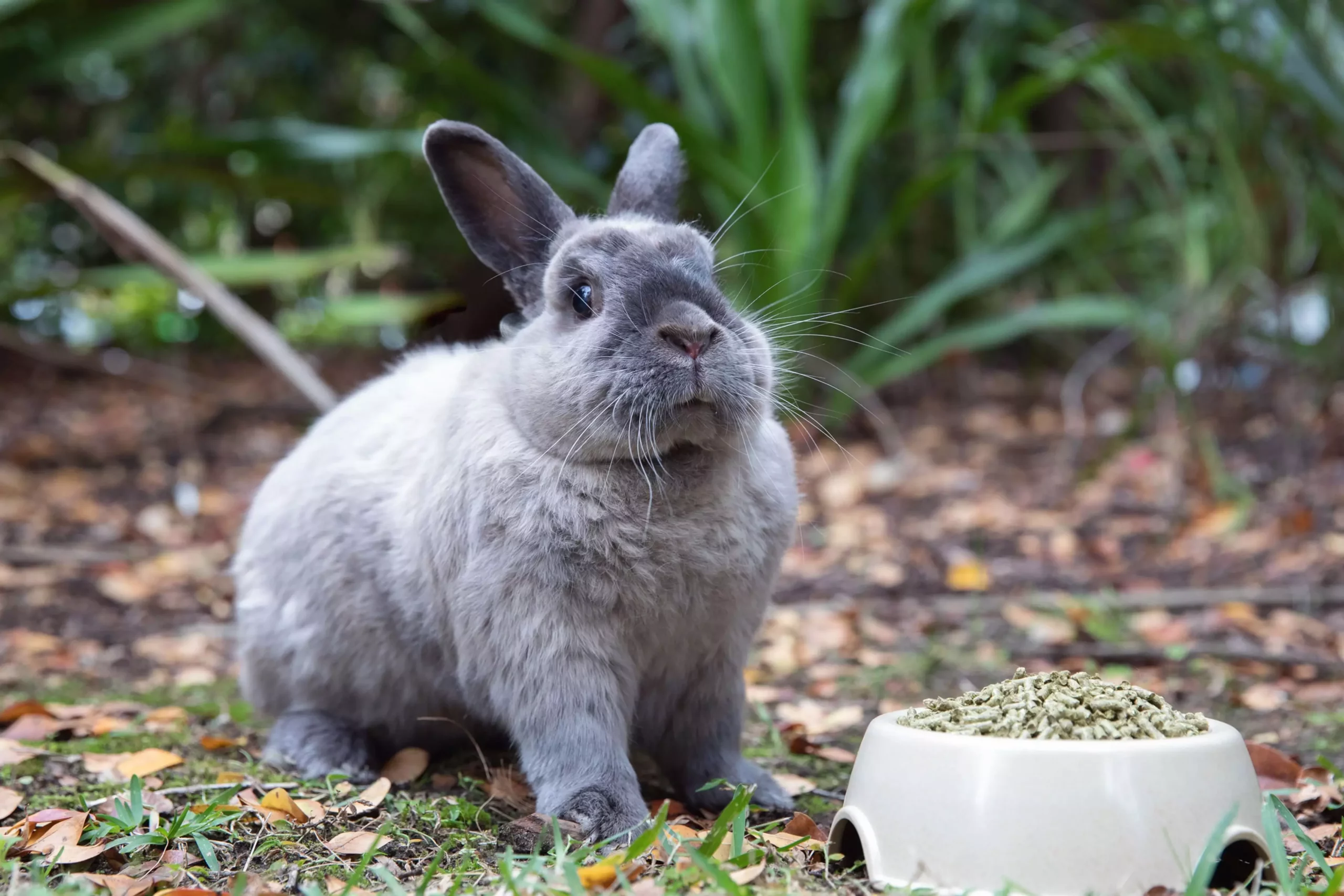 Understanding Rabbit Health: The Critical Importance of Appetite