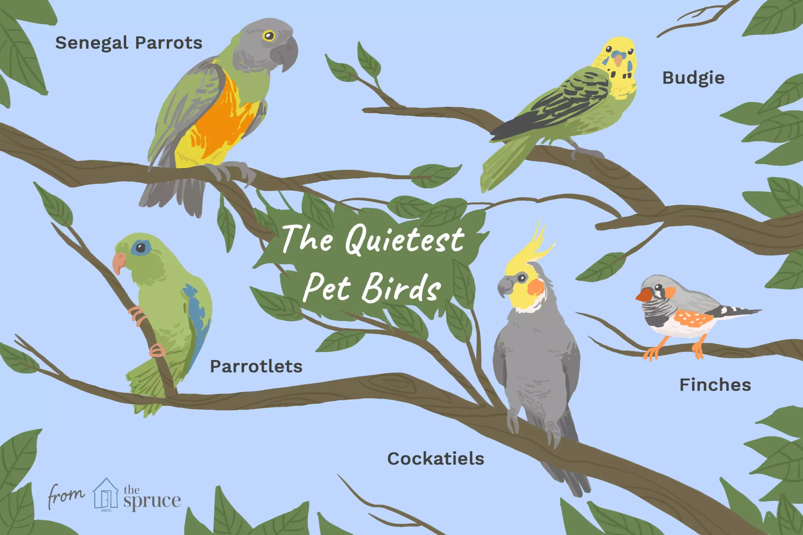 Understanding Quiet Bird Options for Pet Enthusiasts