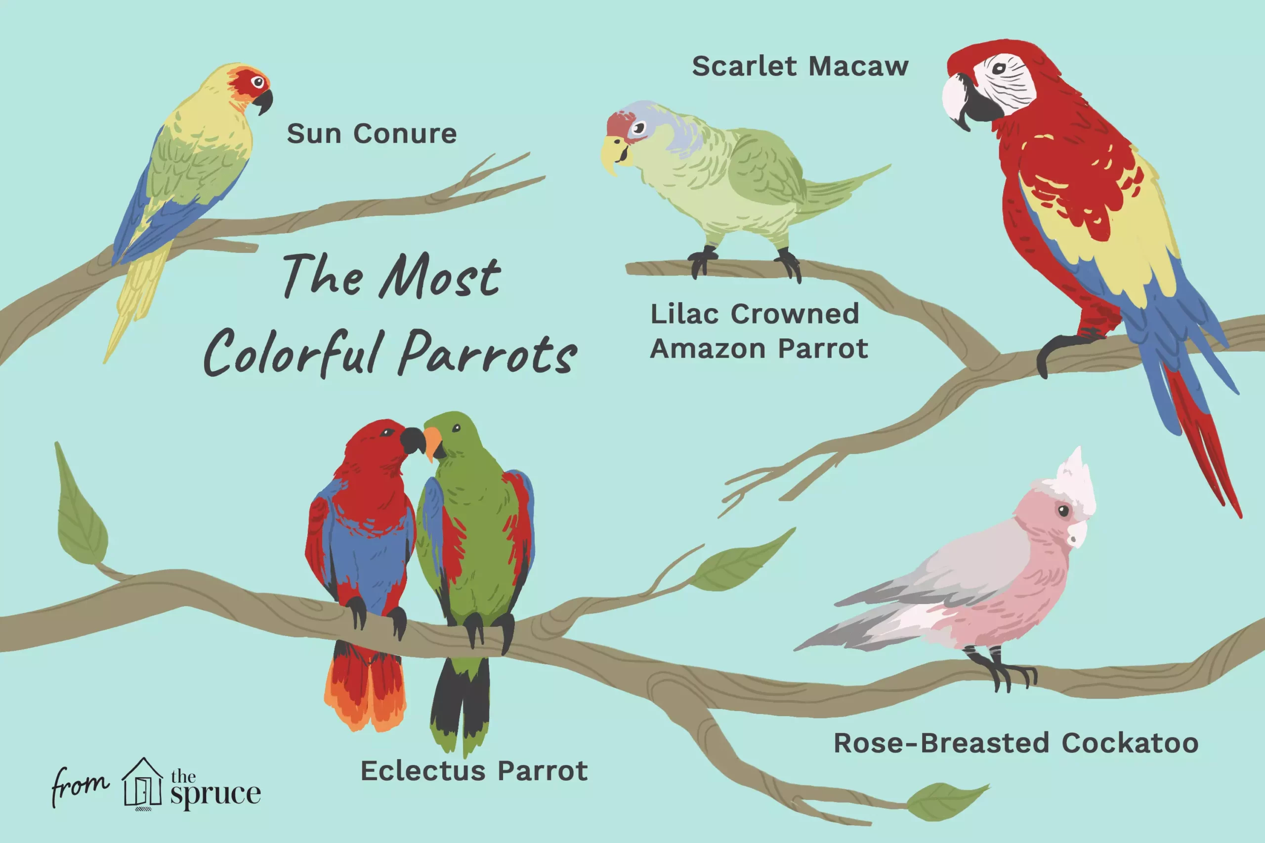 The Spectrum of Parrots: A Deep Dive into Popular Species