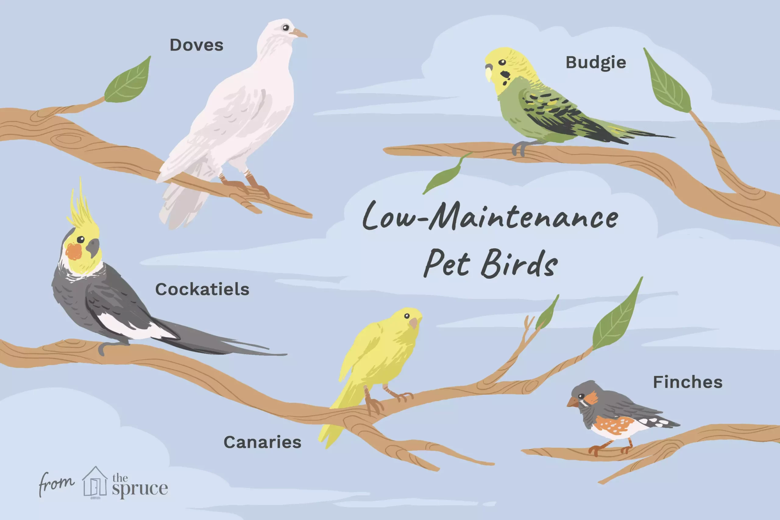 The Best Small Birds for Companionship and Ease of Care