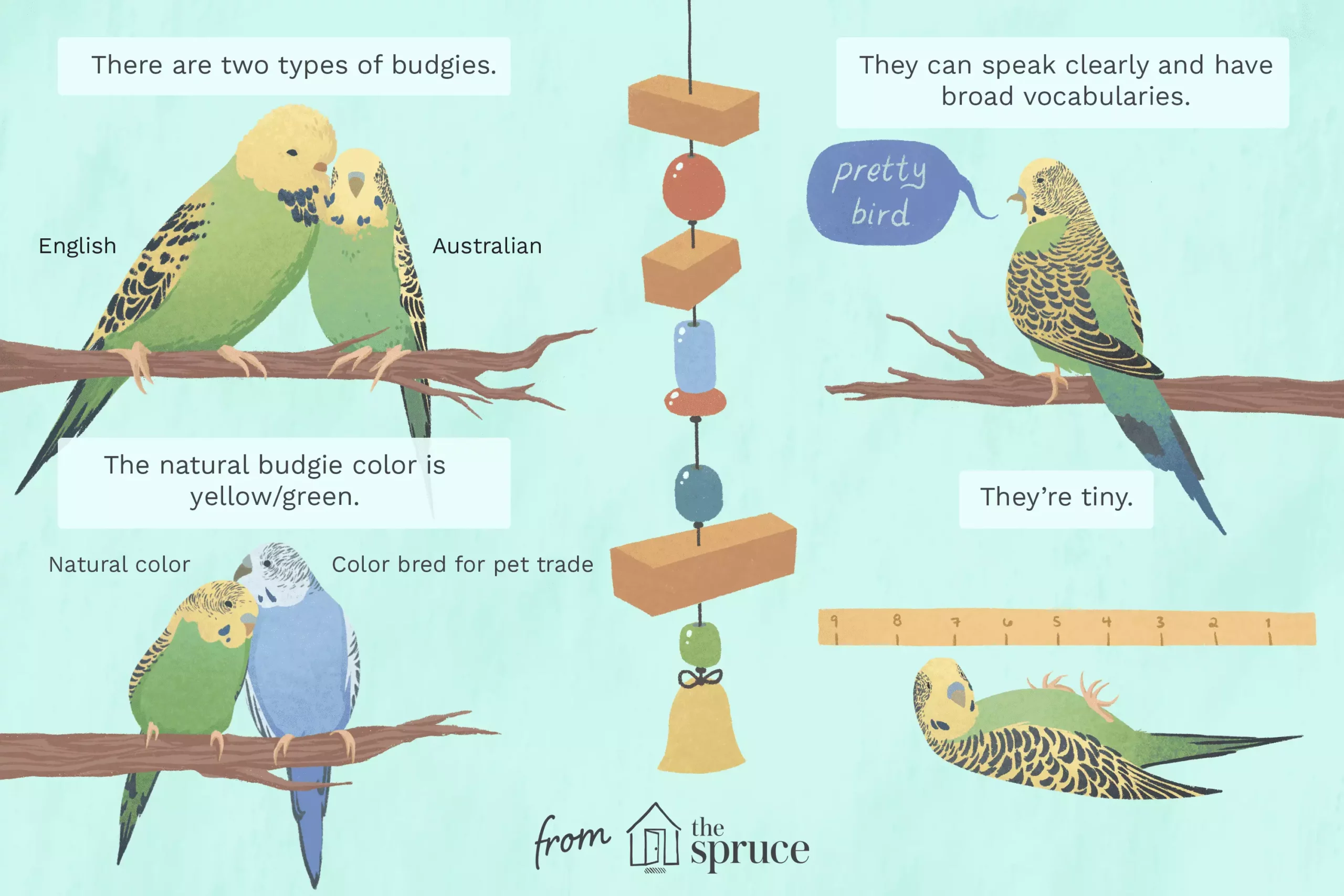 The Fascinating World of Budgerigars: More than Just Parakeets