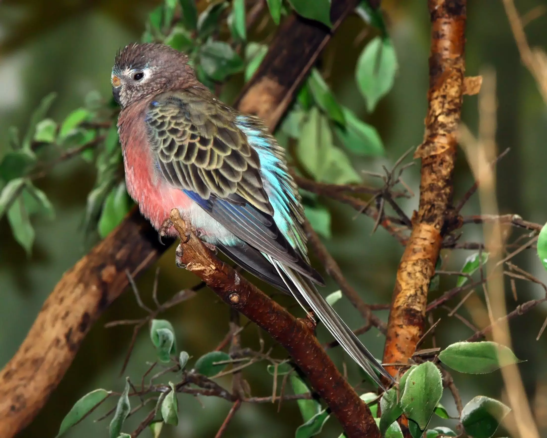 The Gentle Charm of Bourke’s Parakeets: An Explorer’s Guide for Aspiring Owners