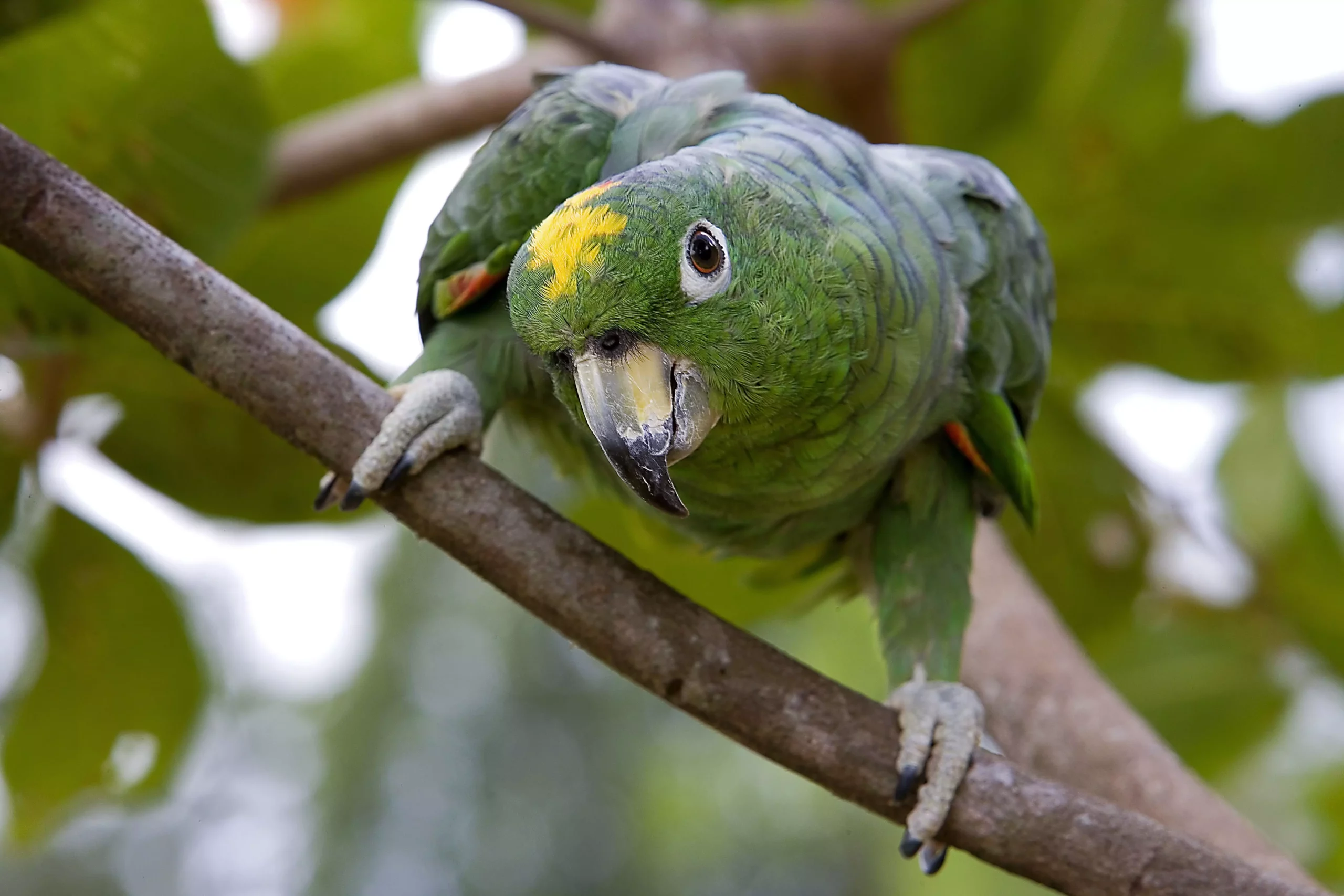 Understanding the Unique Characteristics of Amazon Parrots