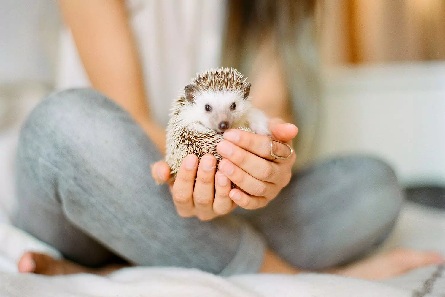 The Complexity of Exotic Pet Ownership: Understanding Definitions, Responsibilities, and Care