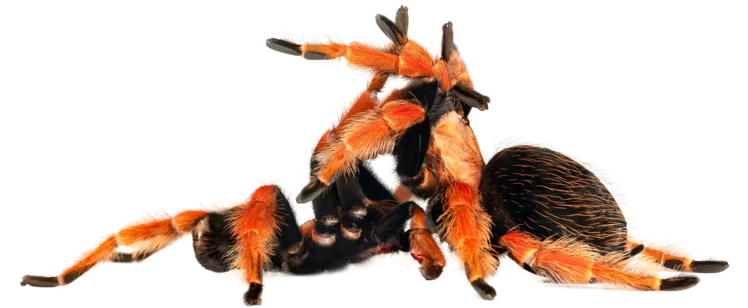 The Intricate World of Breeding Tarantulas: A Comprehensive Guide