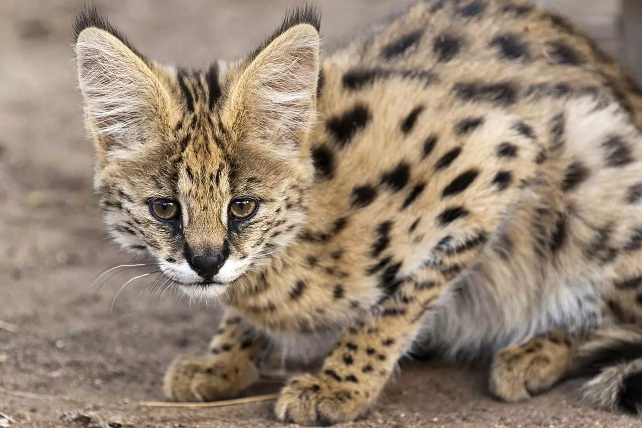 Understanding the Serval Cat: A Wild Companion