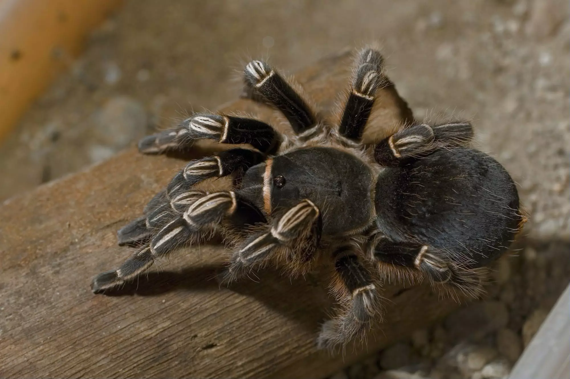 The Enigmatic Costa Rican Zebra Tarantula: A Guide for Enthusiasts