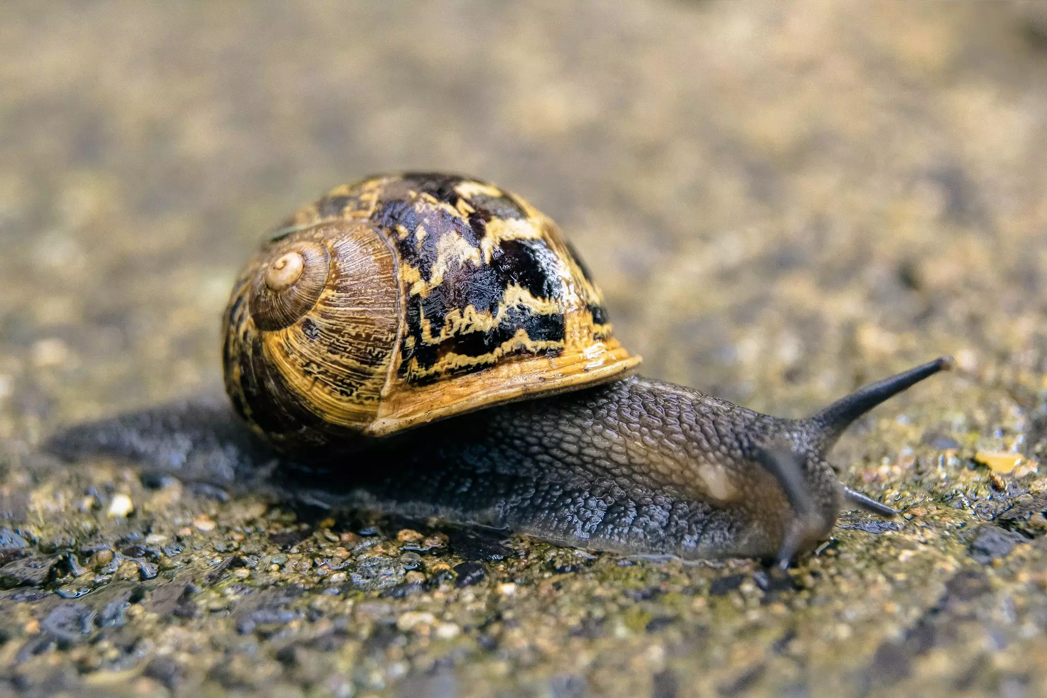 The Unique Allure of Garden Snails as Pets