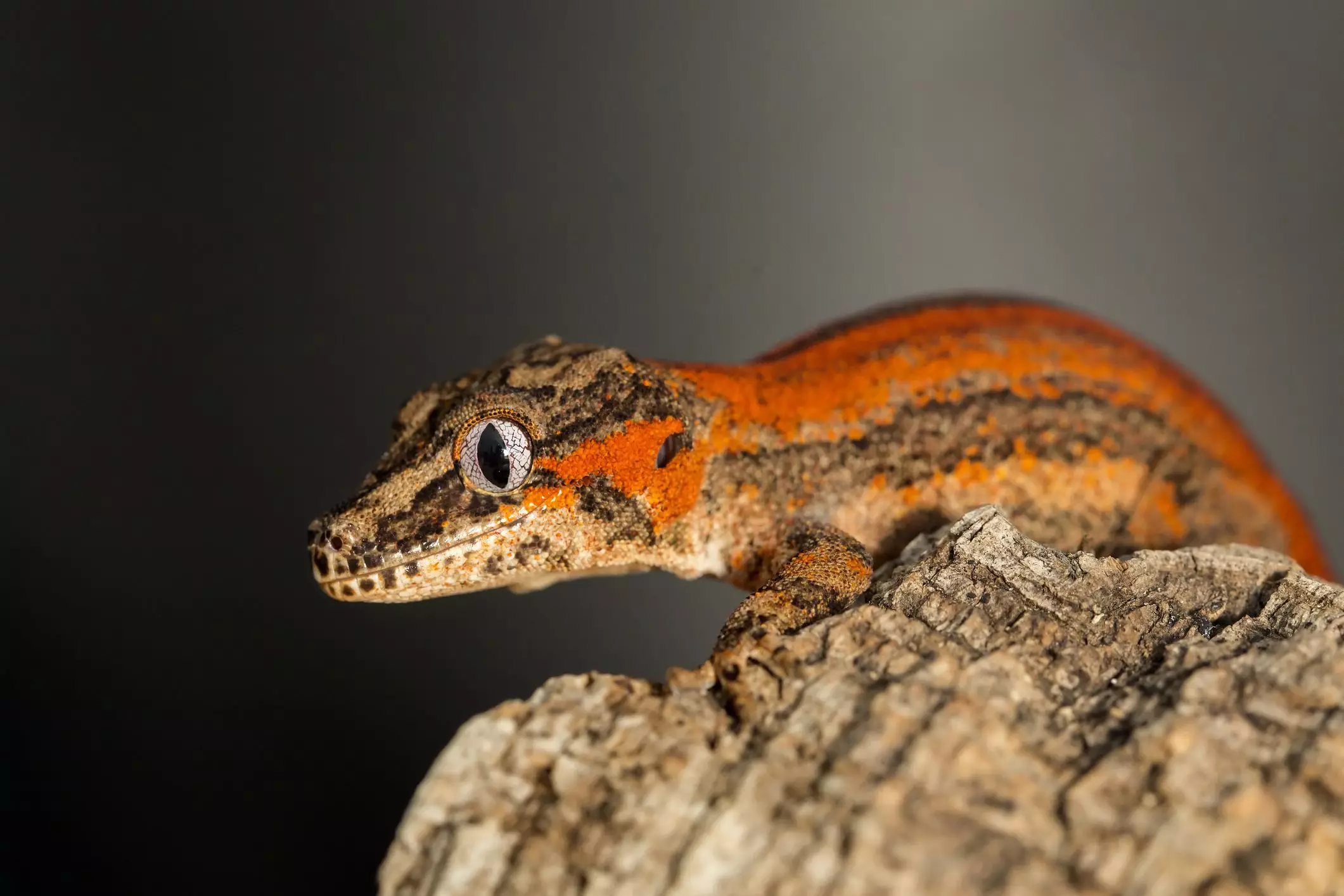 The Allure and Care of Gargoyle Geckos: A Comprehensive Guide