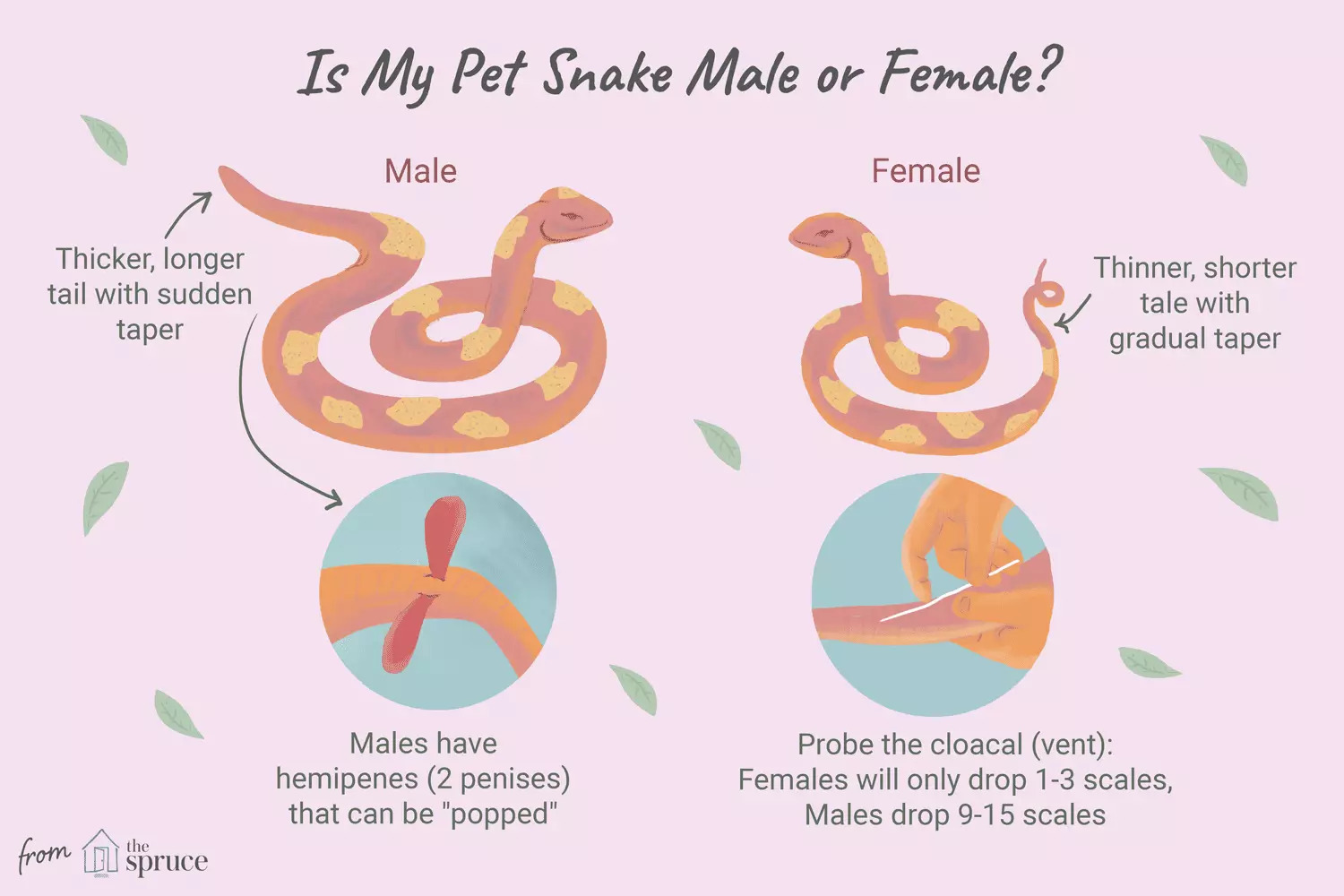 Understanding Snake Sexing: A Detailed Guide