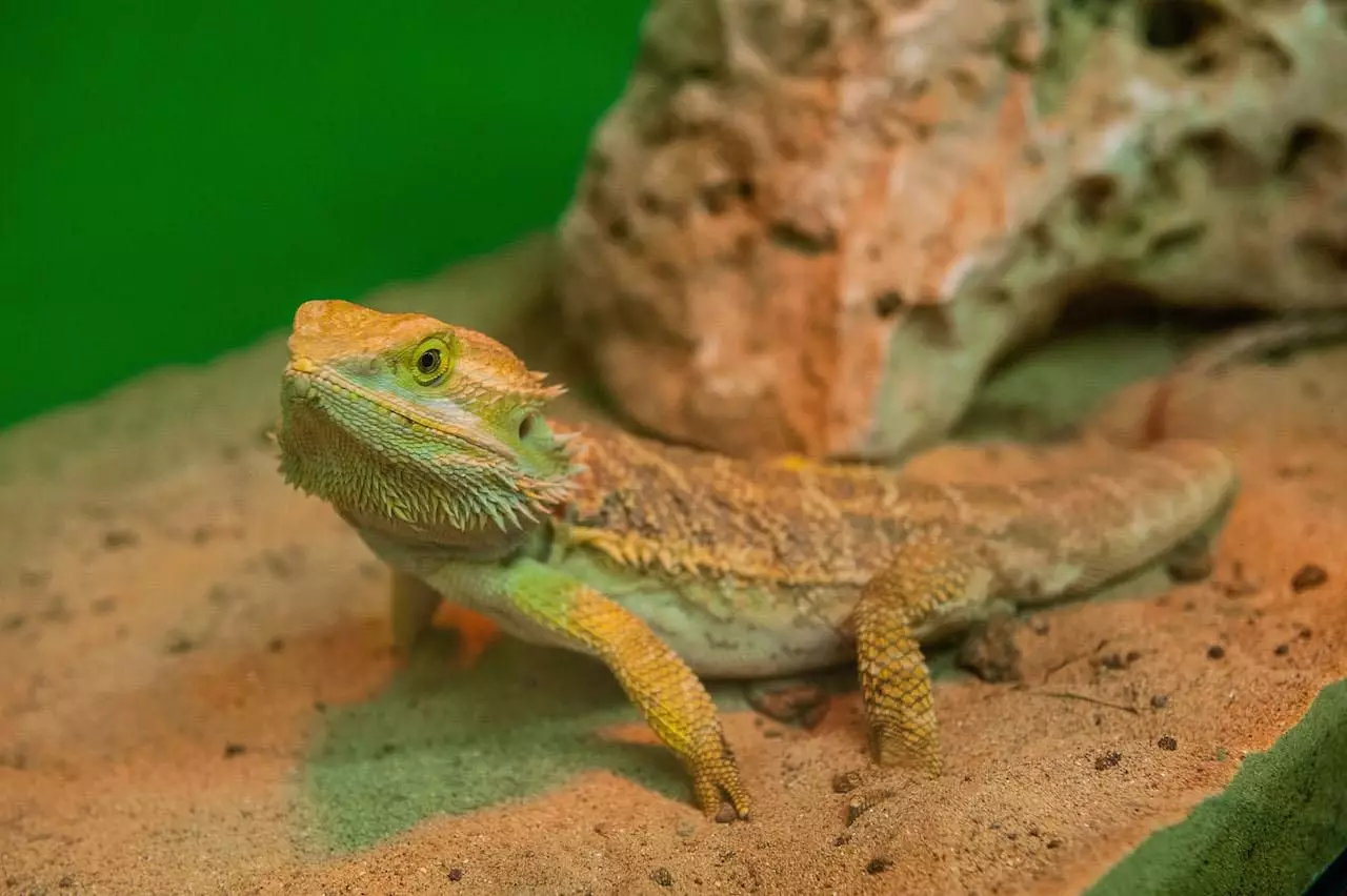 The Fascinating World of Bearded Dragons: A Comprehensive Guide