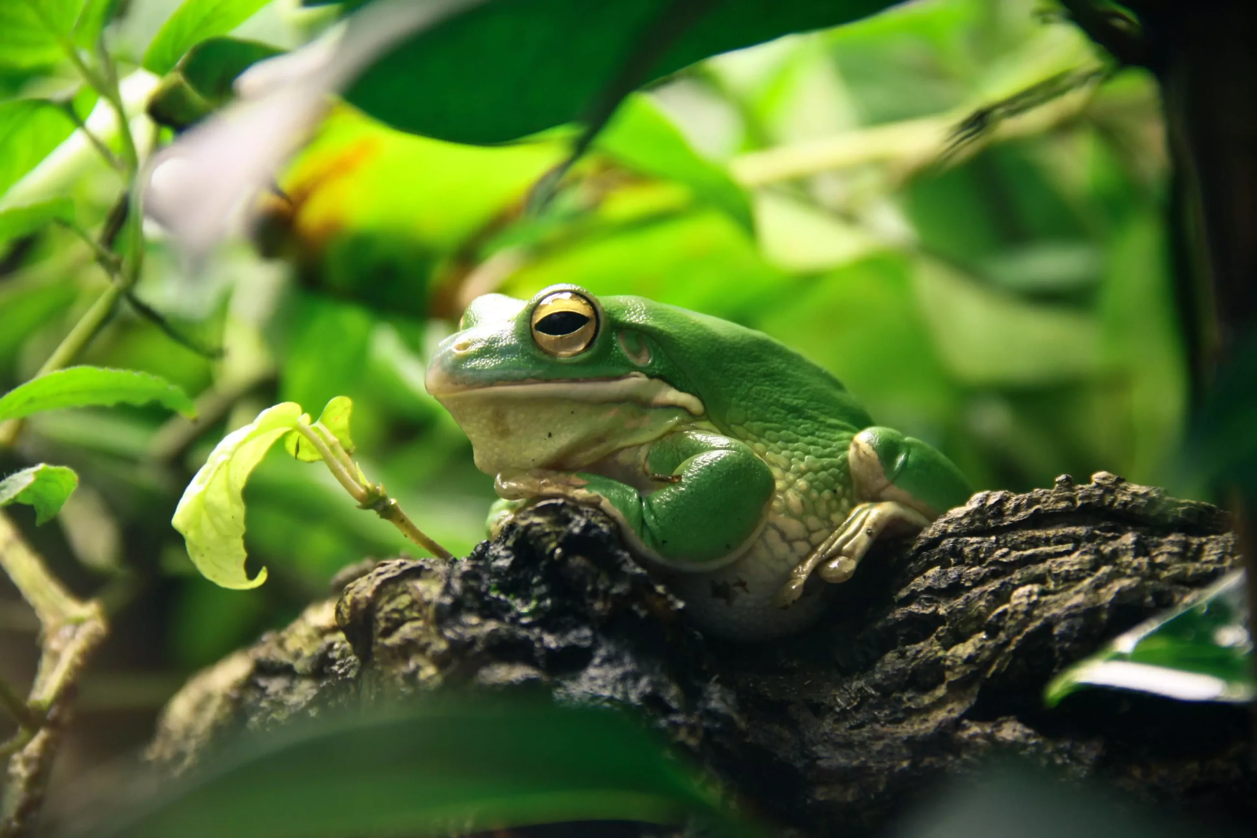 The Essential Guide to Caring for Pet Frogs: What Every Potential Owner Should Know