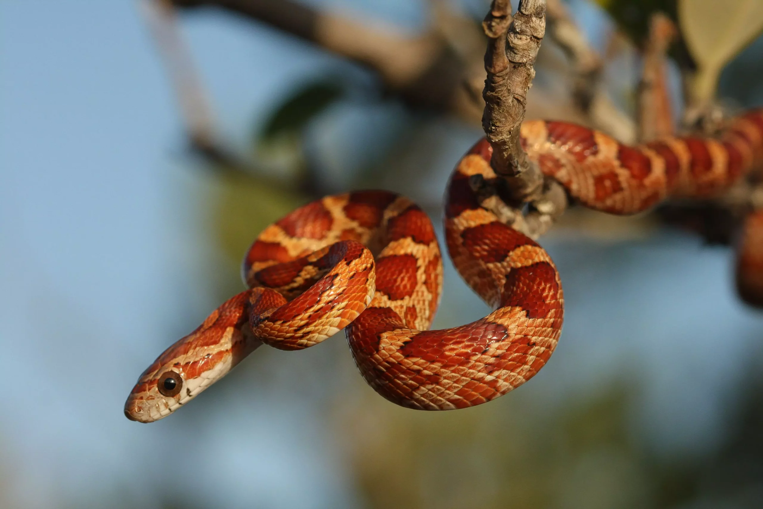 The Captivating World of Corn Snakes: The Perfect Pet for Beginners and Enthusiasts Alike