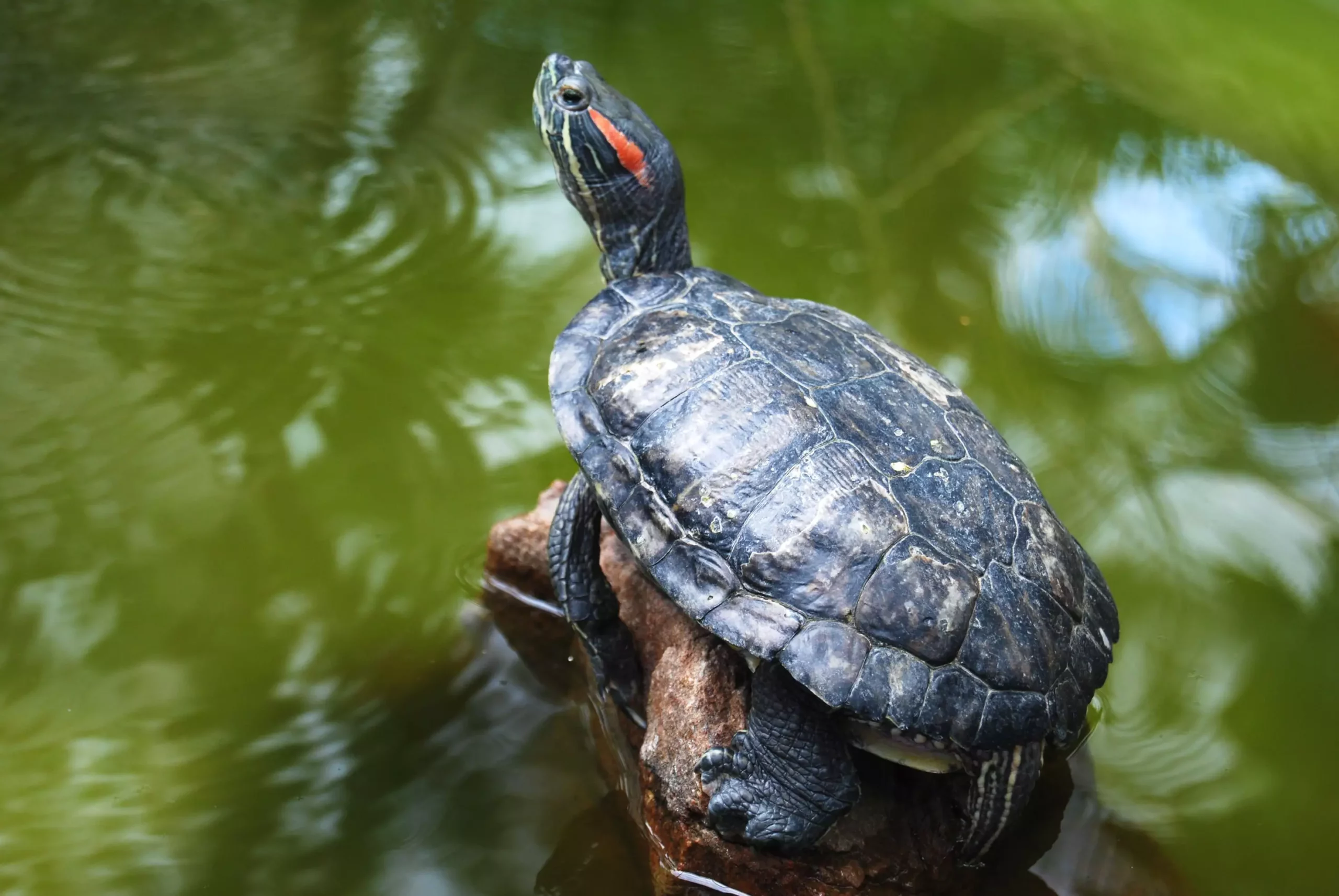 Understanding the Diet of Red-Eared Sliders: A Comprehensive Guide