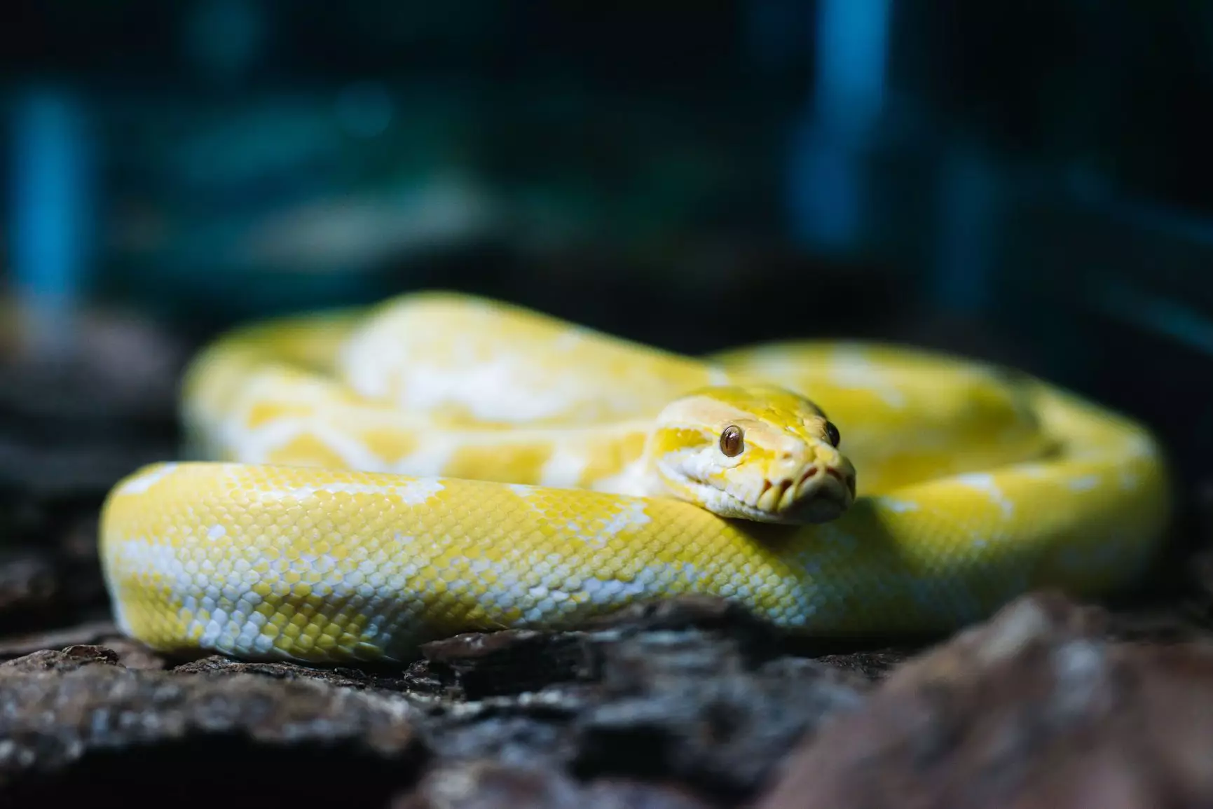 Essential Insights for Choosing a Pet Snake: A Comprehensive Guide