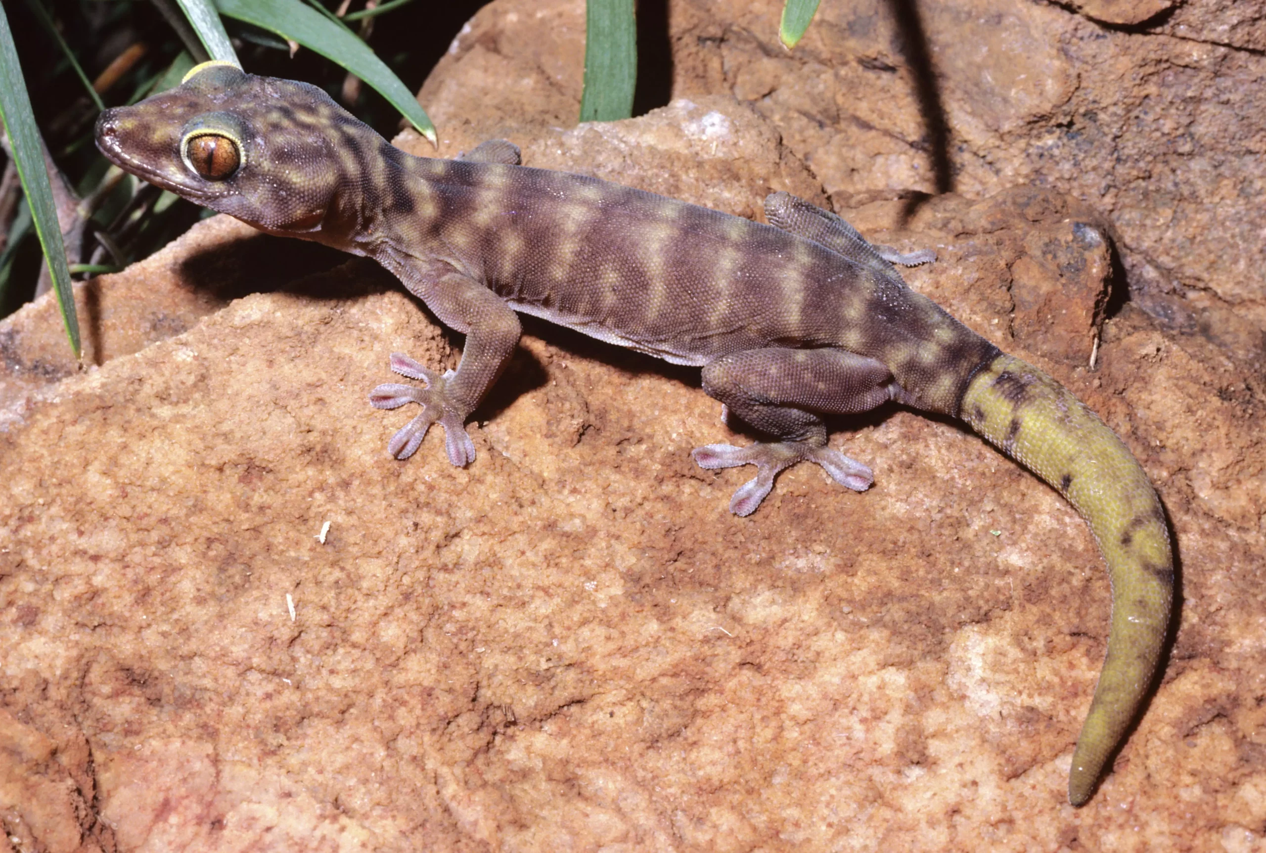 The Fascinating Mechanism of Gecko Tail Autotomy: A Guide for Enthusiasts