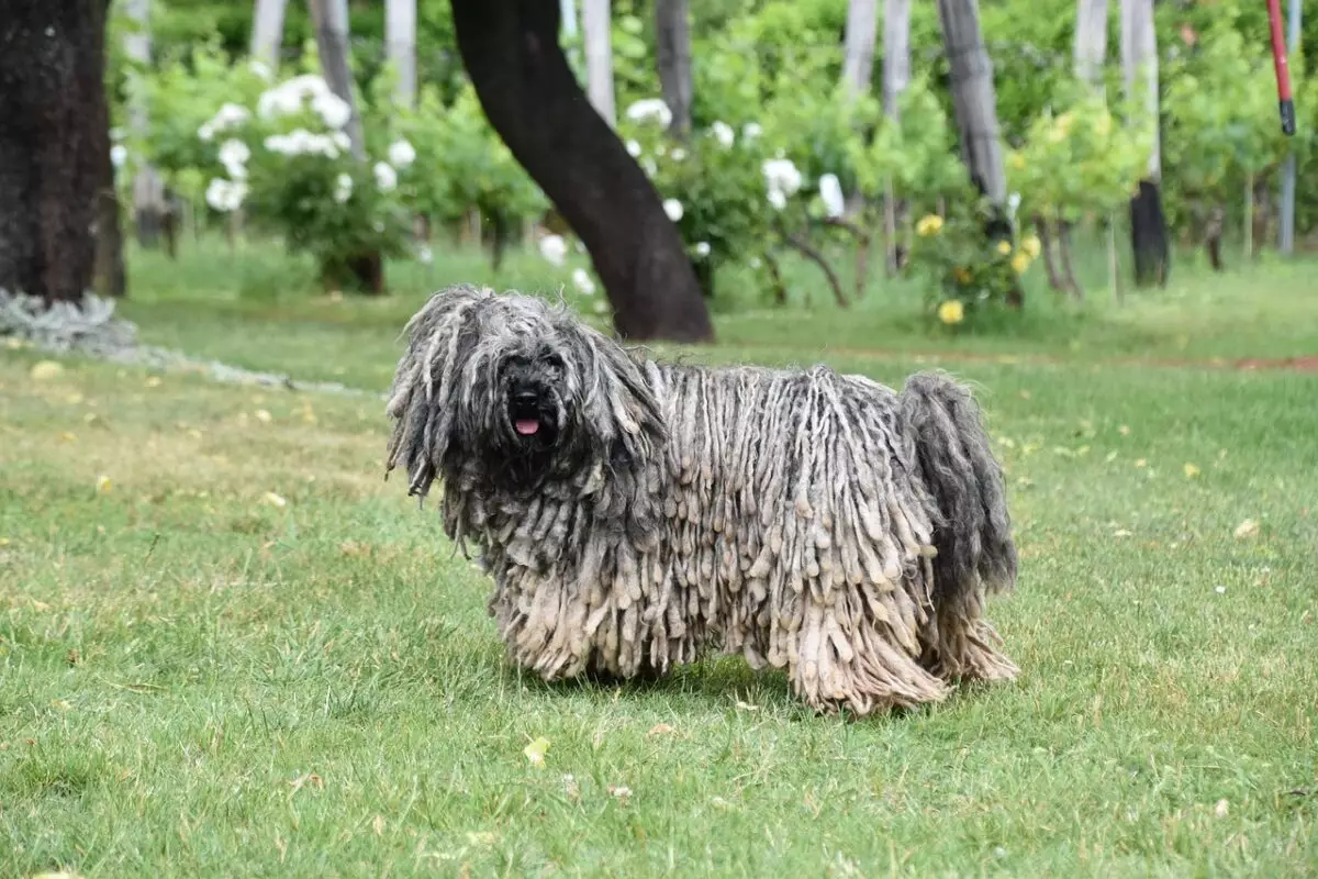 Extraordinary Canines: Seven Dog Breeds That Defy Conventional Beauty