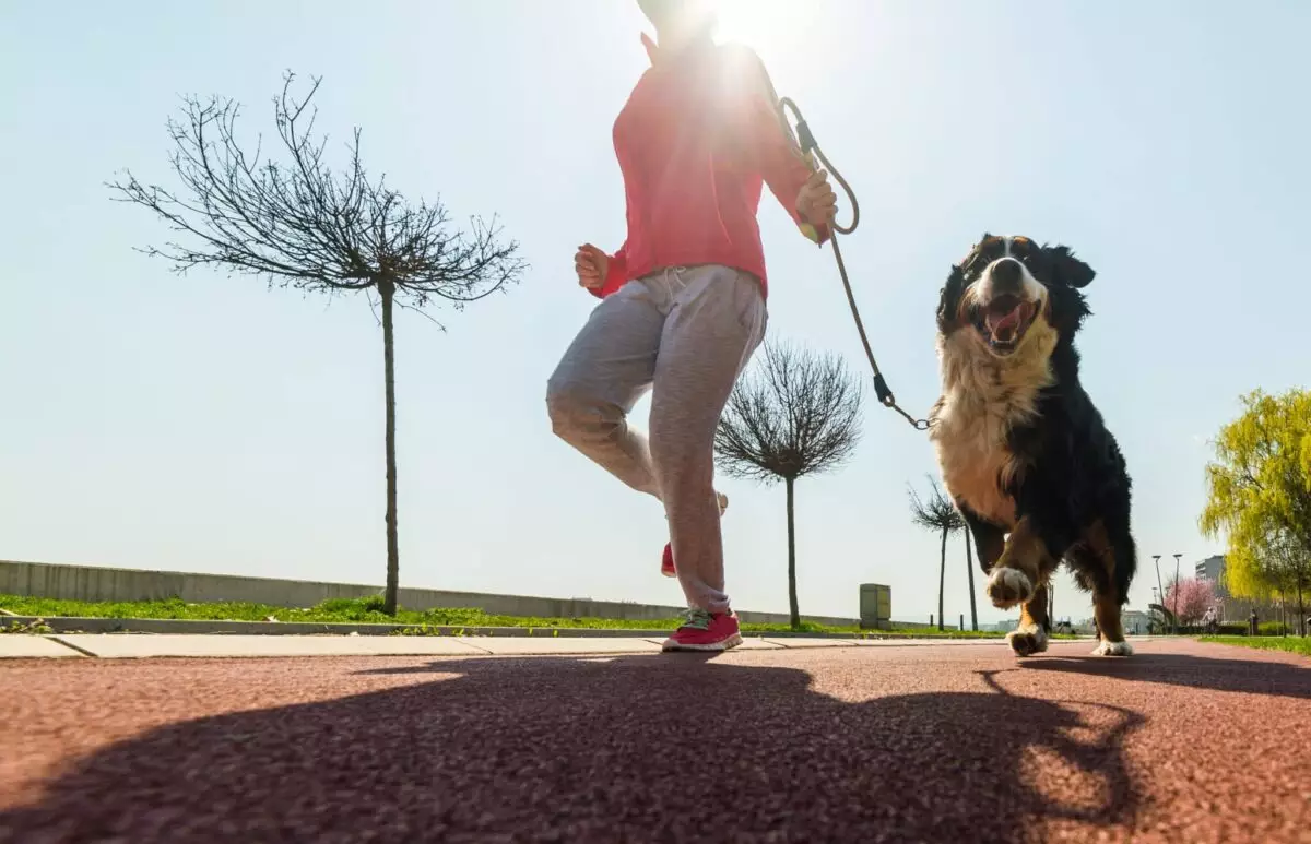 The Perfect Running Partners: Dogs That Keep Pace with Your Passion