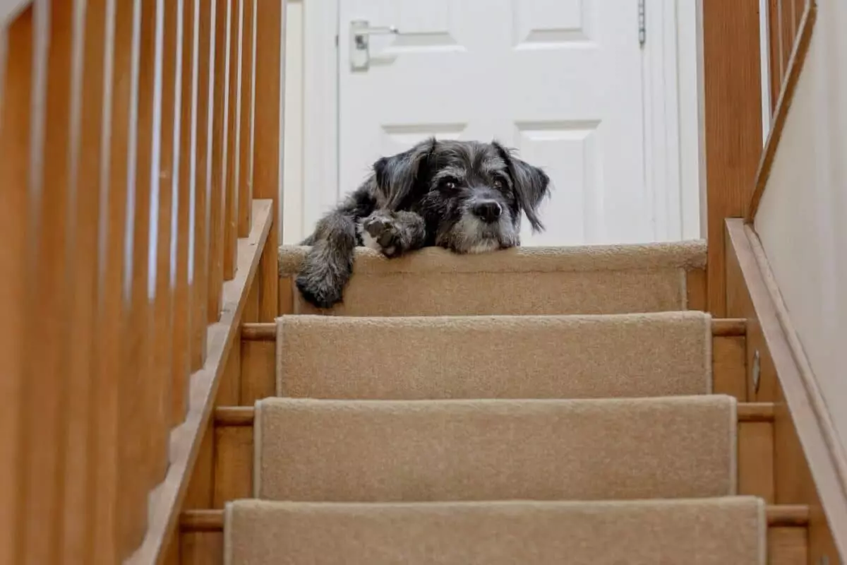 Understanding Canine Trepidation: Why Some Dogs Fear Stairs