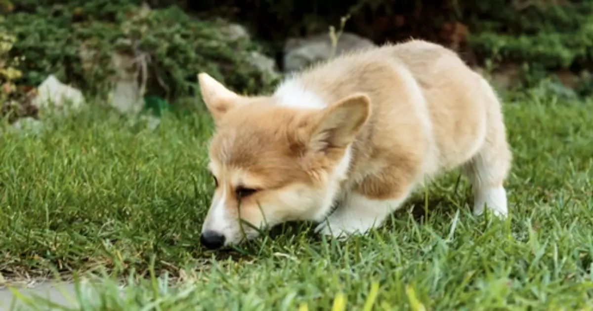 The Intriguing Phenomenon of Dogs Eating Grass: A Comprehensive Exploration