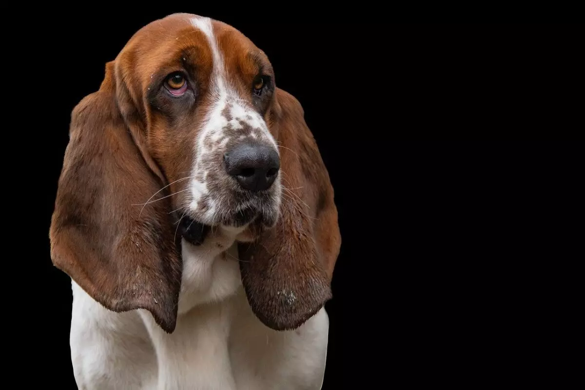 The Essential Gear for Basset Hound Owners: A Comprehensive Guide