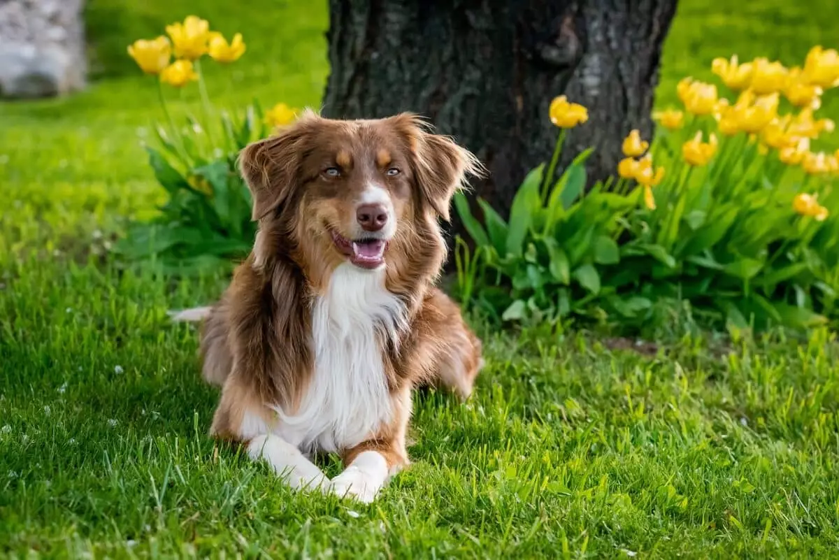 Essential Gear for Australian Shepherd Owners: A Comprehensive Guide