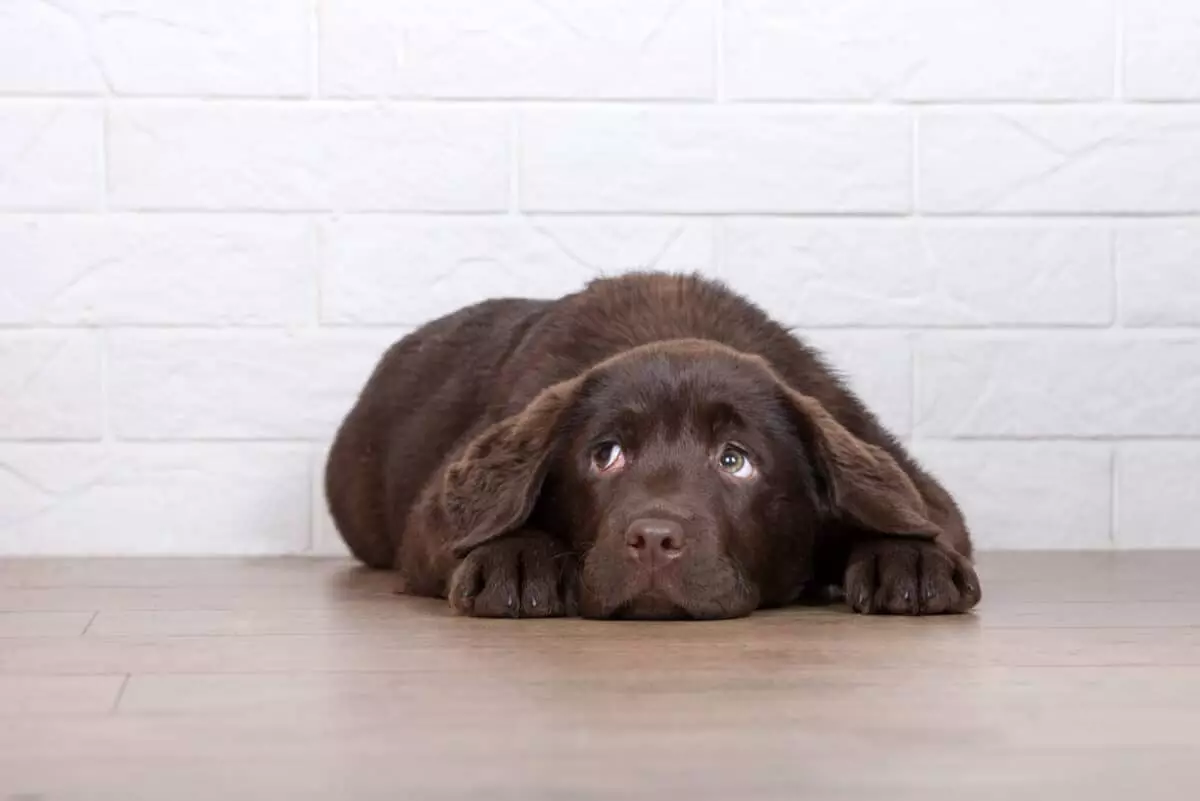 Decoding the “Guilty Look” in Dogs: Understanding Complex Emotions