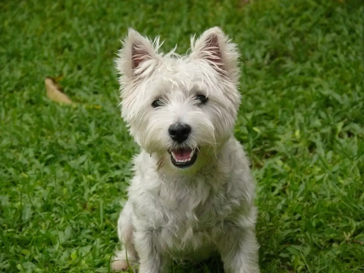 Essential Care for Your West Highland White Terrier: A Comprehensive Guide