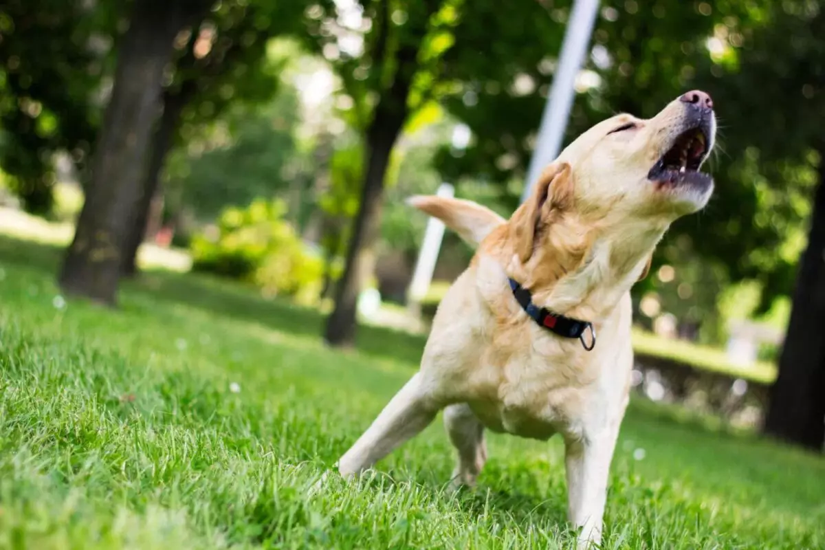 Deciphering Dog Barking: Understanding Why Your Pup Reacts Differently to People