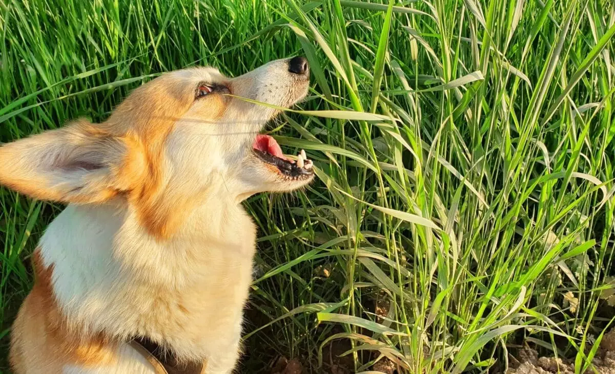 The Curious Case of Dogs Eating Grass: Understanding the Behavior and Its Implications