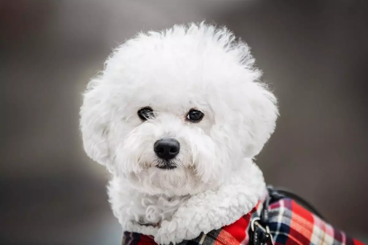 The Ultimate Guide to Caring for Your Bichon Frise: Essentials for a Happy Life