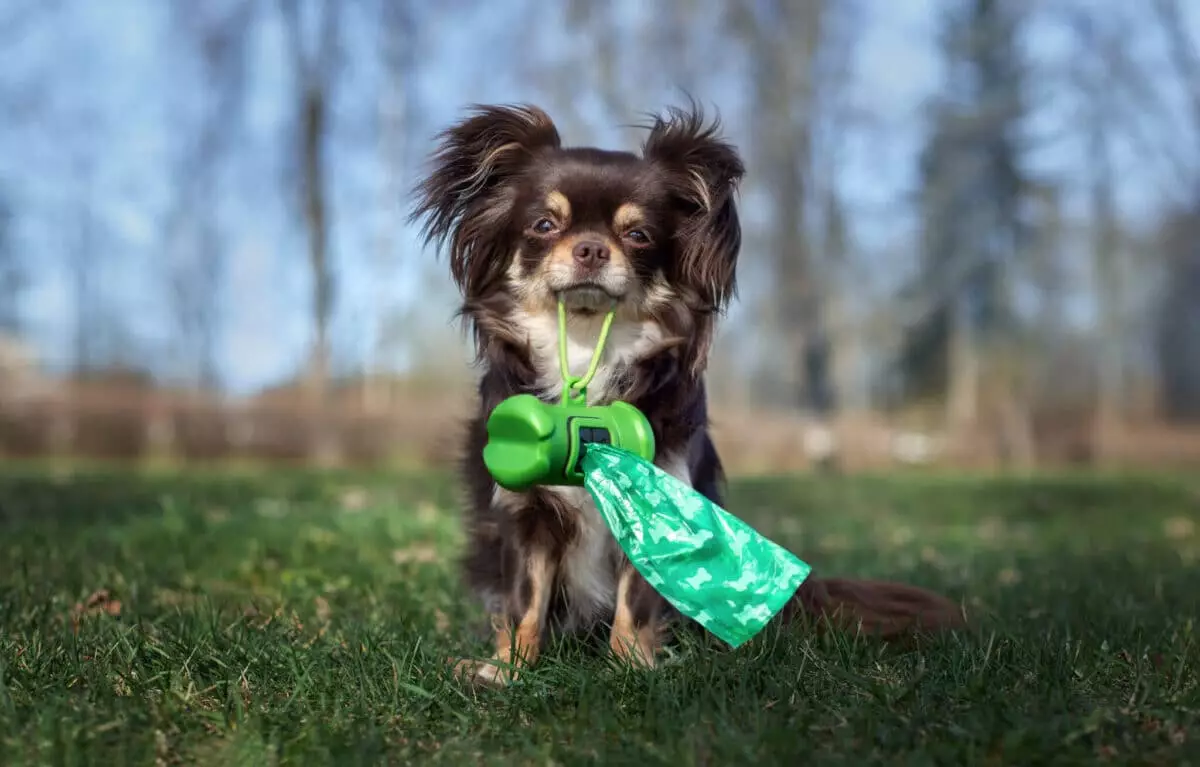 Understanding Canine Anxiety: The Mystery of Dogs and Plastic Bags