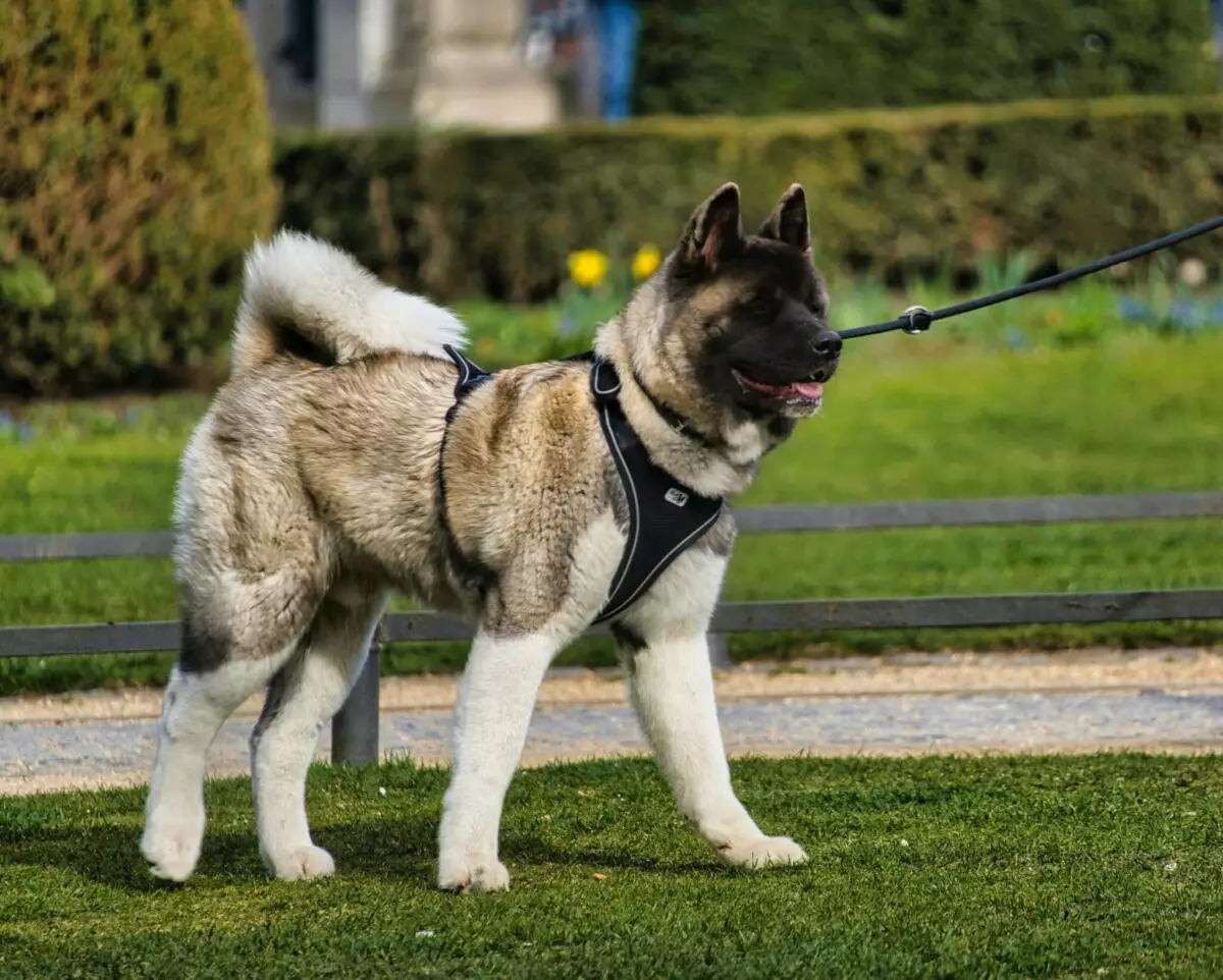 The Joyful Canine: Understanding Signs of a Happy Dog