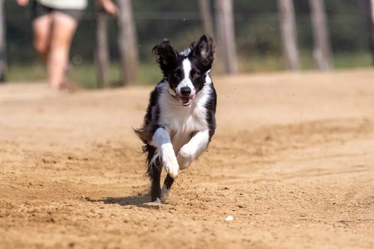 Choosing the Right Dog for Busy Lifestyles: A Guide to Active Breeds