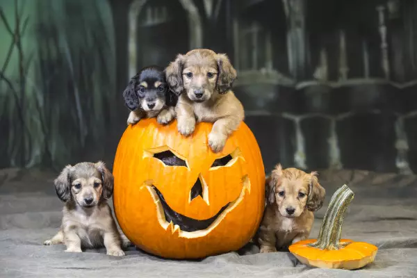 Ensuring a Safe Halloween for Your Pets: Tips for Responsible Pet Owners