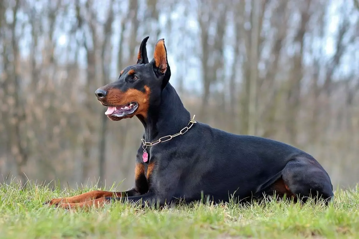 Intimidating Yet Affectionate: Exploring Powerful Dog Breeds