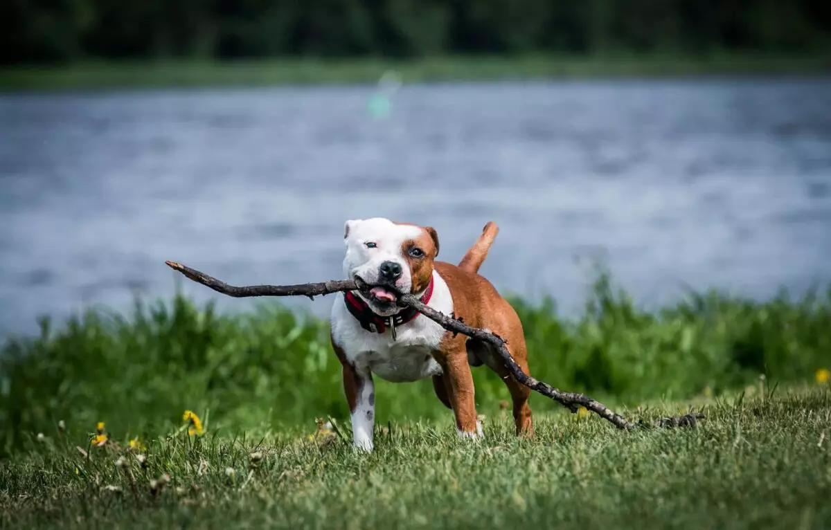 The Might of Man’s Best Friend: A Deep Dive into Powerful Dog Breeds