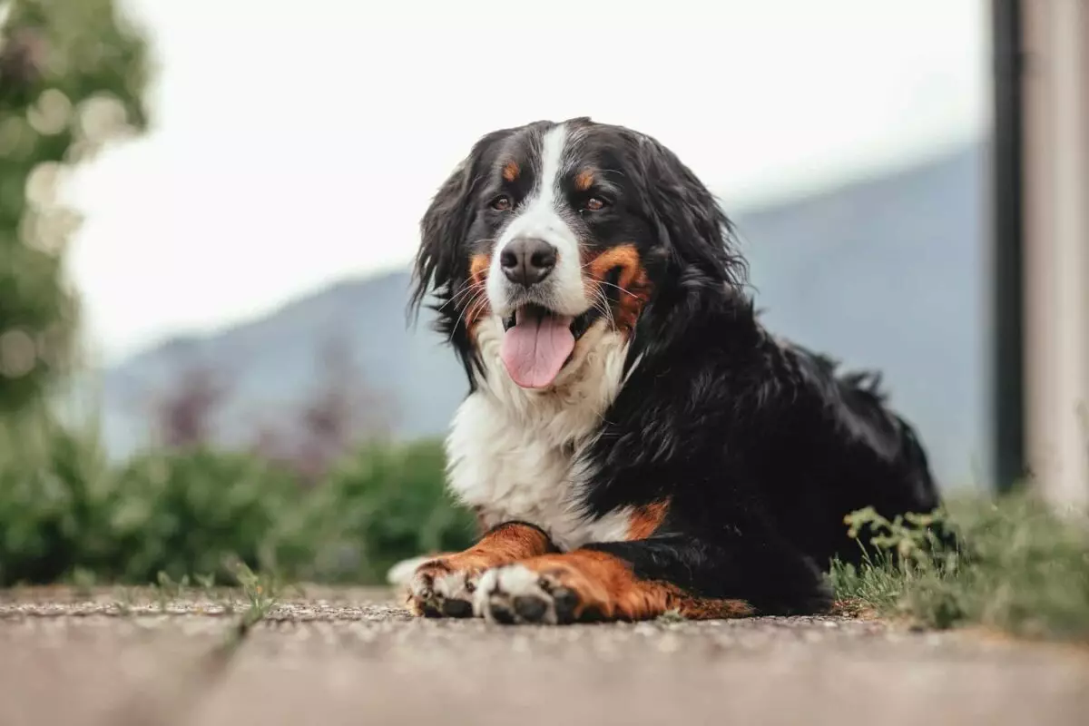 Essential Care Items for Bernese Mountain Dogs: A Comprehensive Guide