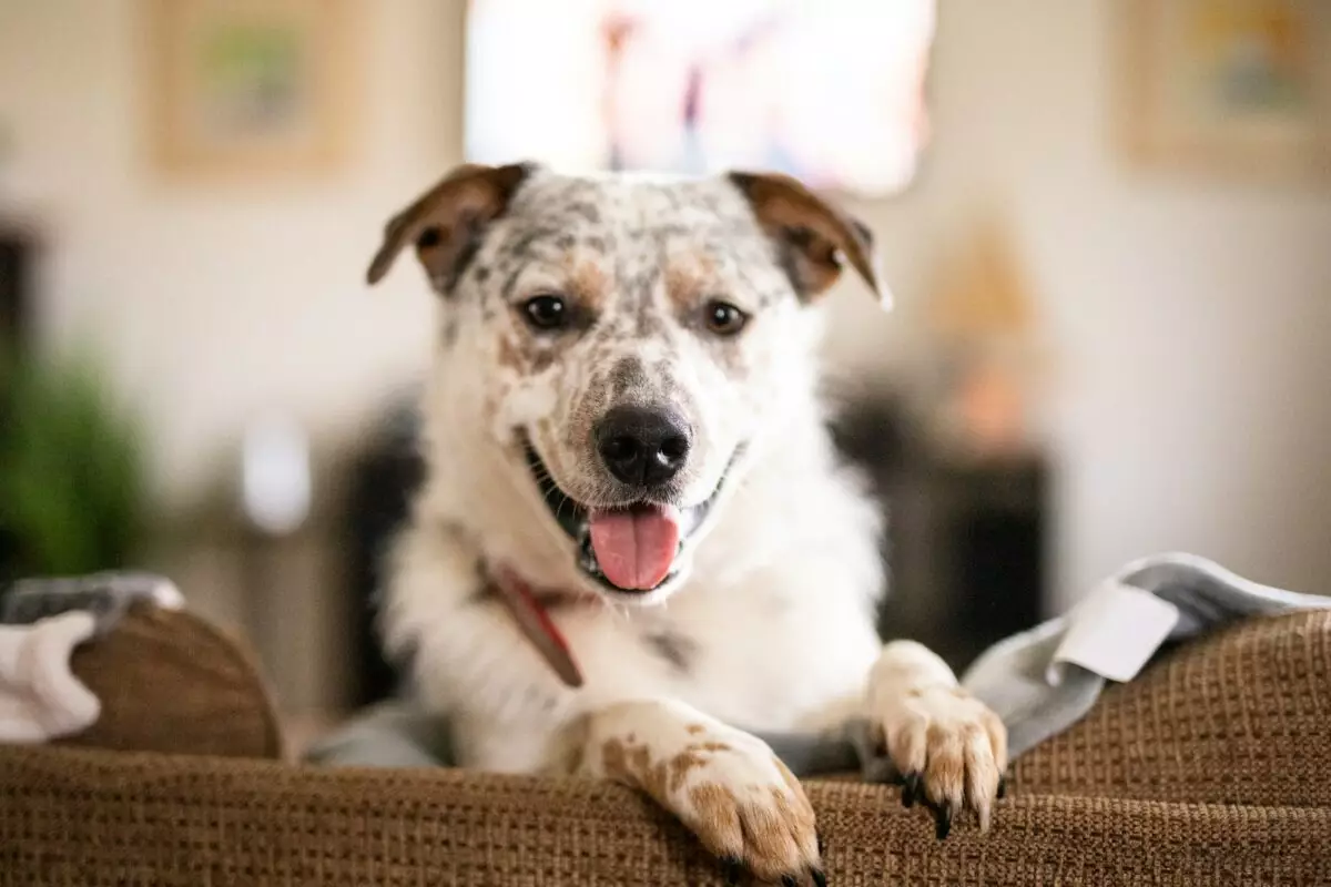 Essential Gear for Australian Cattle Dog Owners: Creating a Happy and Healthy Environment