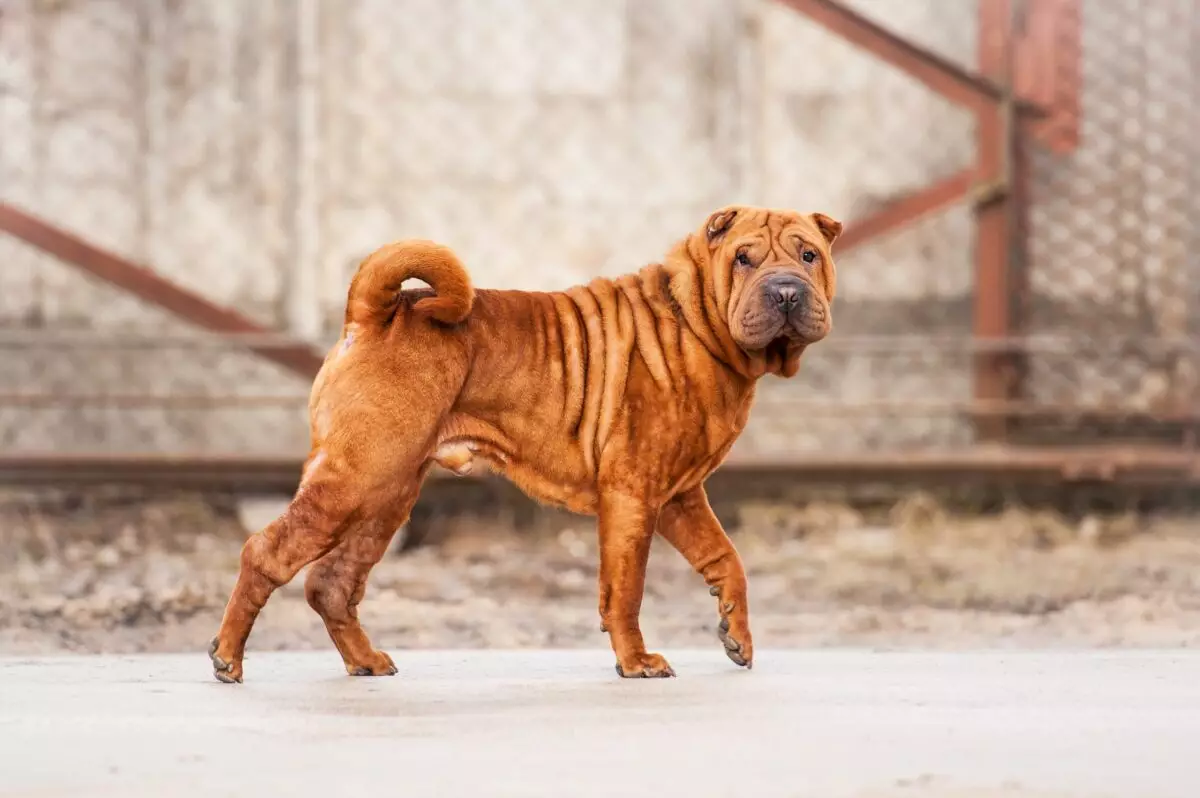 The Essential Guide to Shar Pei Care: Must-Have Items for Responsible Owners