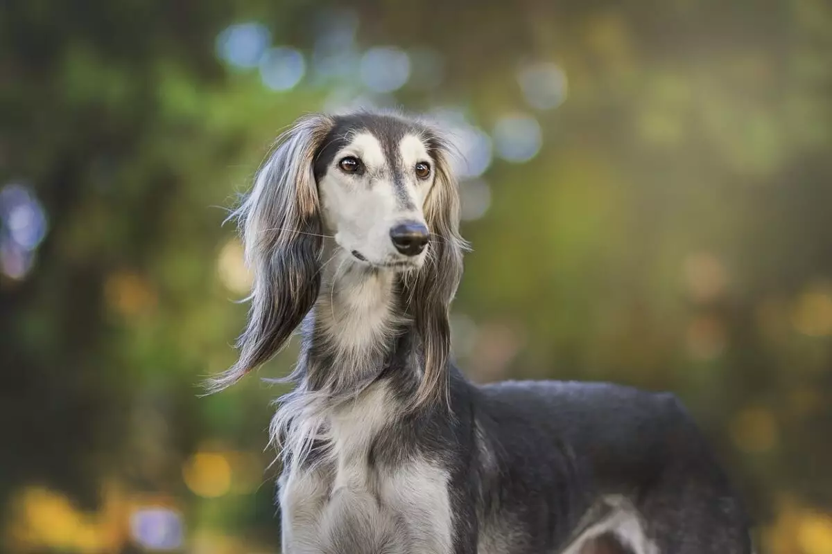 The Essential Guide for Greyhound Owners: Ensuring Comfort and Care