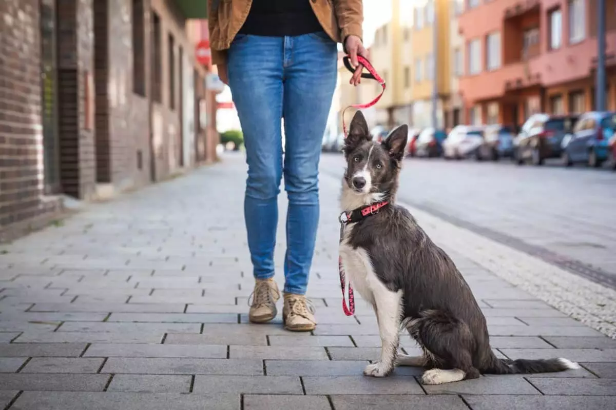 The Essential Role of Leashes in Ensuring Dog Safety and Responsibility