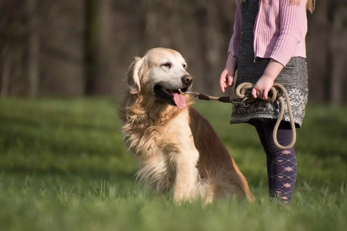 Companionship-Centric Breeds: Dogs That Desperately Seek Human Attention