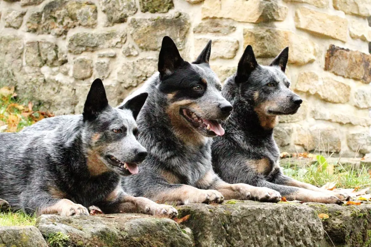 The Enduring Charm and Versatility of the Australian Cattle Dog