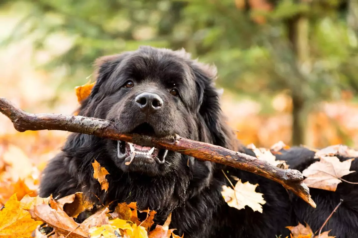 Choosing the Perfect Weather-Resilient Dog Breed for Your Lifestyle