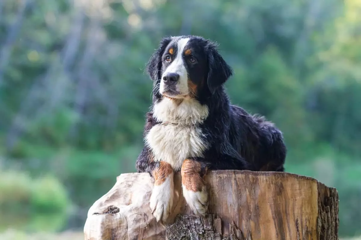 The Tranquil Canine: Perfect Breeds for a Peaceful Lifestyle