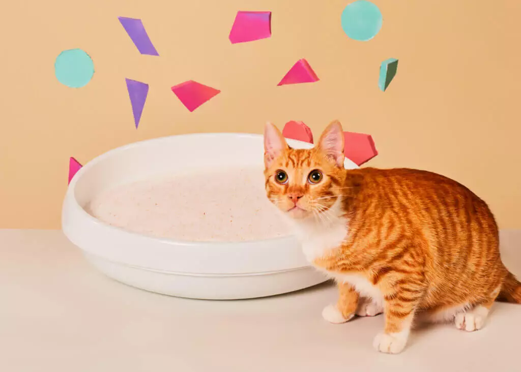 Revolutionizing Cat Care: How PrettyLitter Changes the Game for Feline Health Monitoring