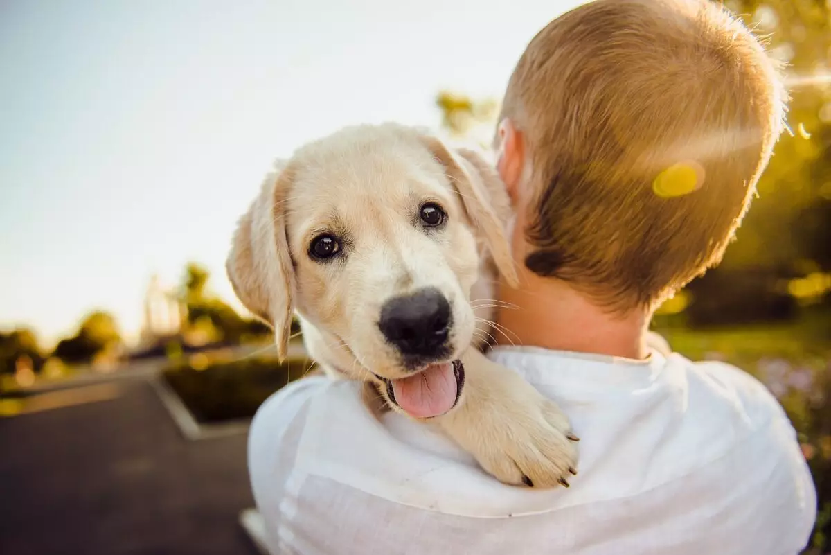 The Healing Powers of Animals: Nature’s Gift for Mental and Physical Well-being