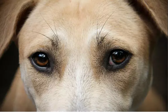 Understanding Common Eye Problems in Dogs: A Guide for Dog Owners